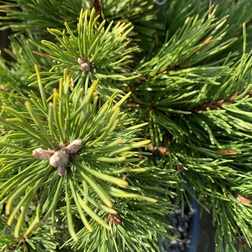 Pin (Pinus) Mugo Gnom 50/60. Le pot de 10 litres