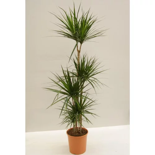 4 pieds de dracaena marginata en pot Ø 27 cm