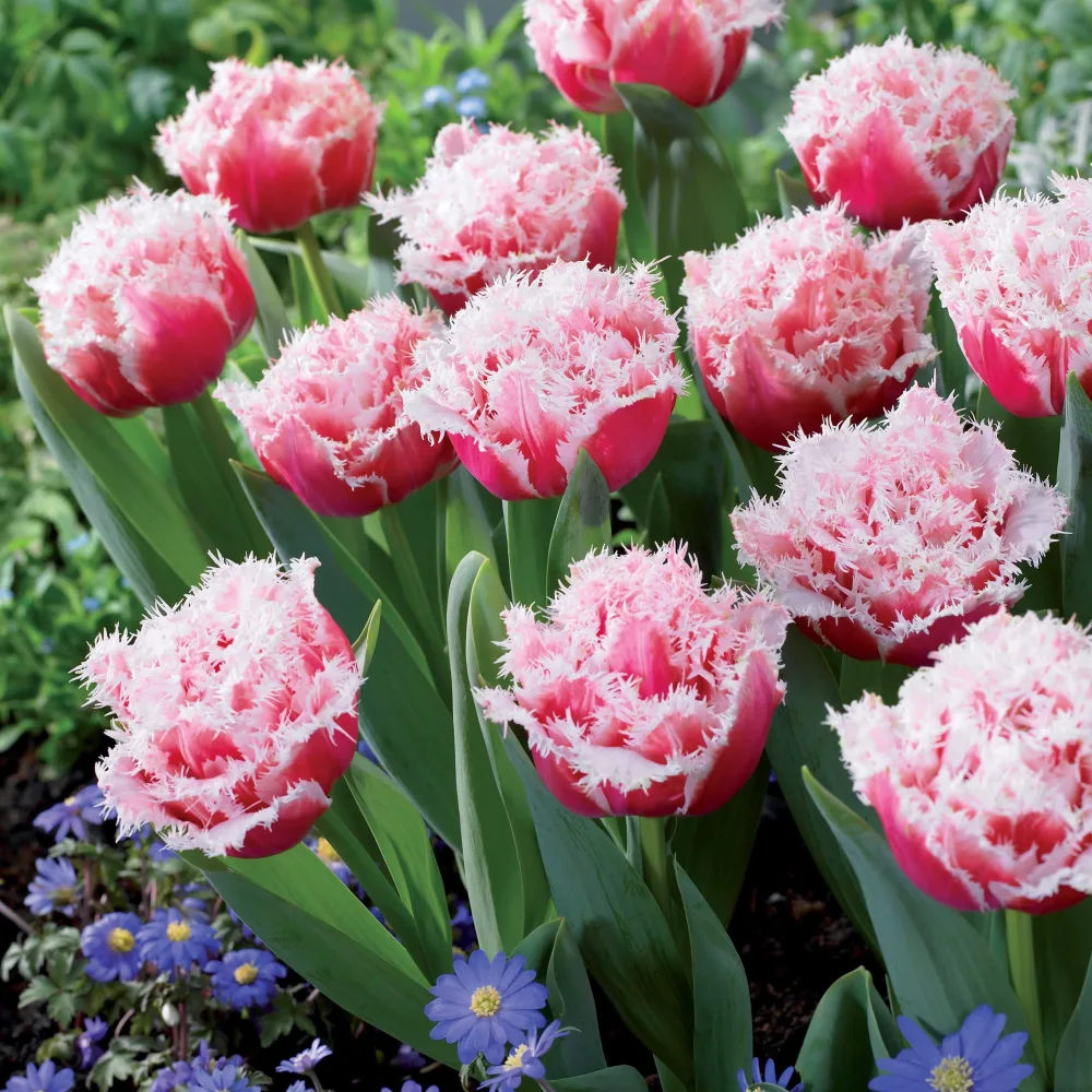 5 Tulipes doubles frangées Queensland Tulipa queensland