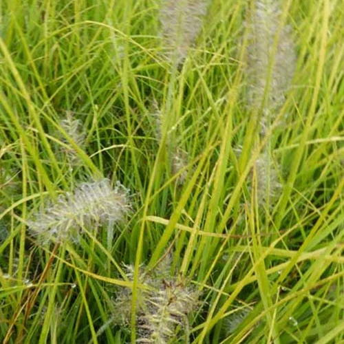 Herbe aux écouvillons Jommenik - Pennisetum Pennisetum alopecuroides js jommenik