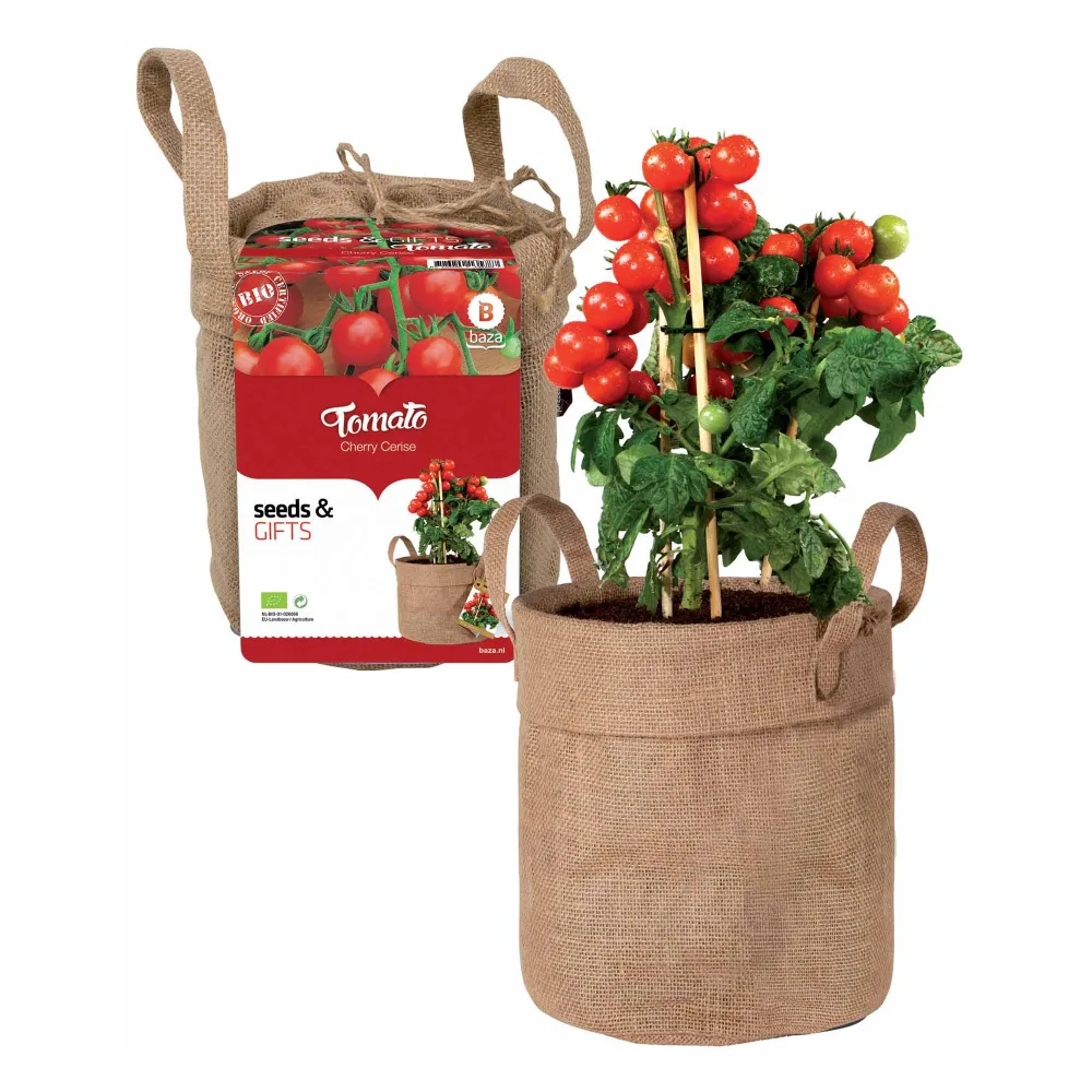 Kit Tomate cerise avec sac déco et terreau Solanum lycopersicum