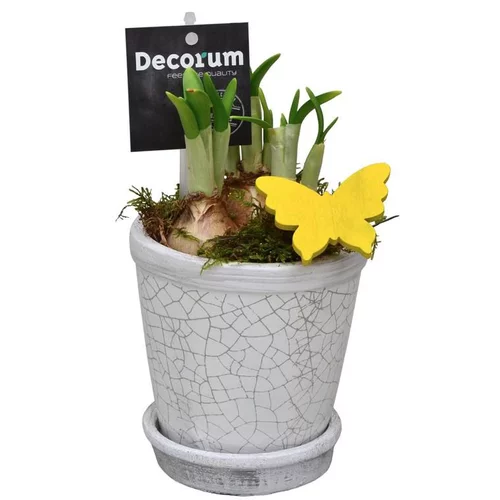 Narcisse tête a tête pot blanc - Le pot de 10.5 cm
