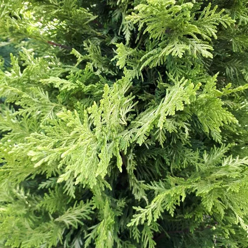 Cupressocyparis Leylandii Castlewellan Gold (Cyprès de Leyland) spirale en pot de 18 L jaune