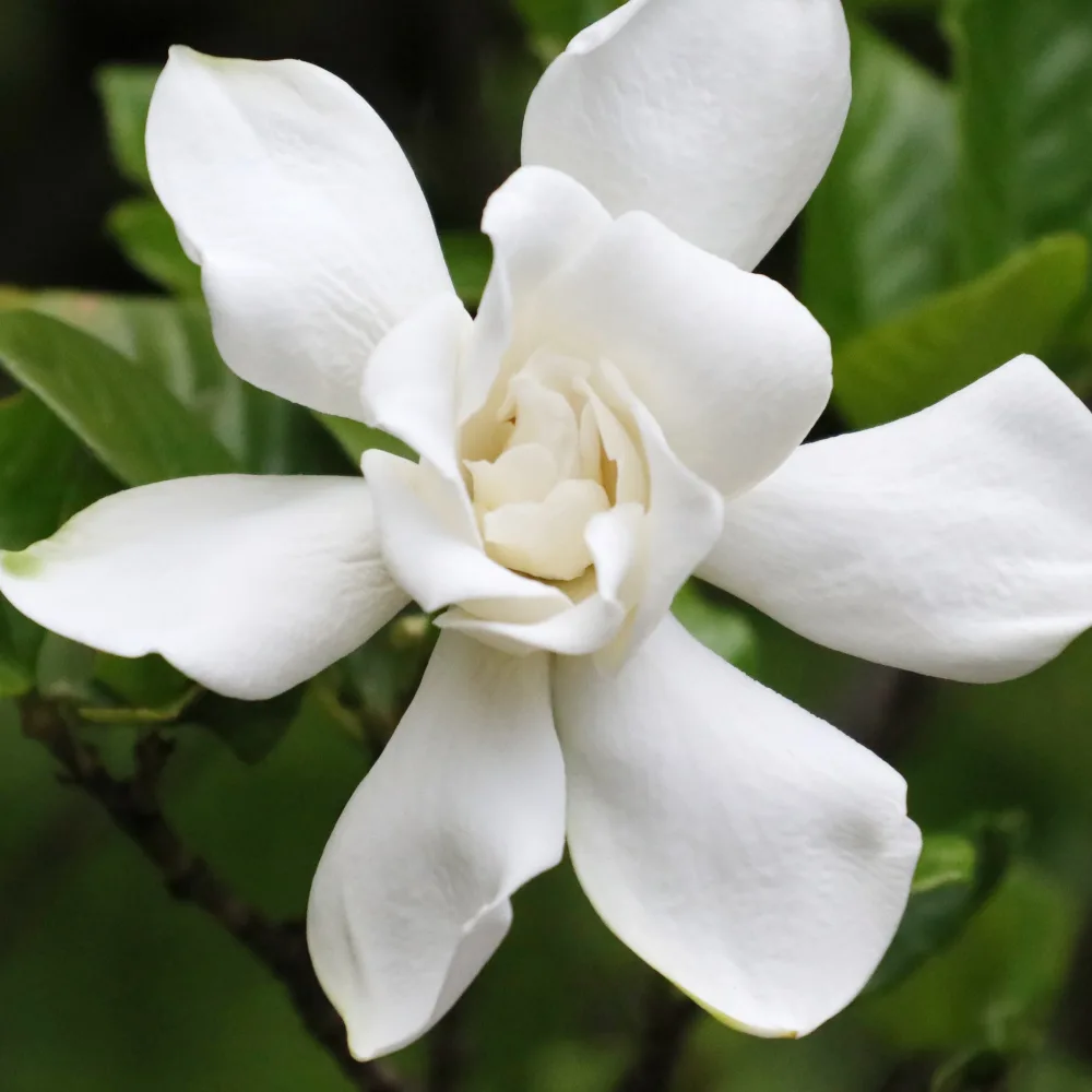 Gardénia Celestial Star Gardenia celestial star® 'ps-2013-4'