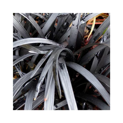 Ophiopogon Planiscapus Black Beard noir en pot de 2 L
