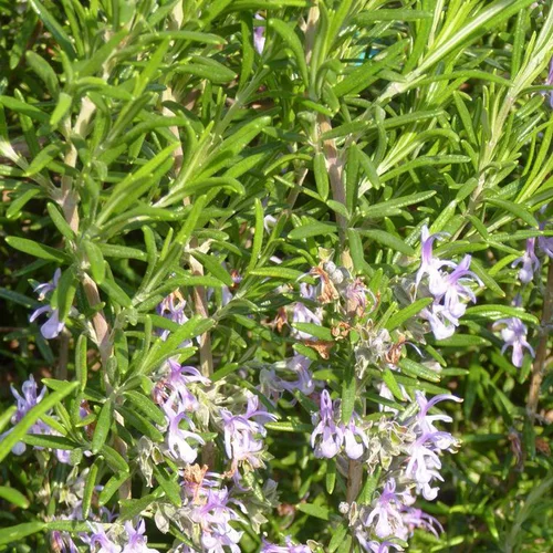 Romarin (Rosmarinus Officinalis). Le pot de 7 litres