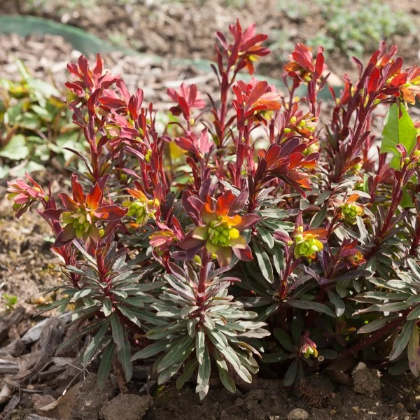Euphorbe des bois pourpre Euphorbia amygdaloides purpurea