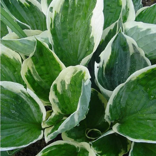 Hosta Tambourine - Le pot de 4 litres