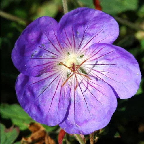 Géranium Orion - Le pot de 1 litre