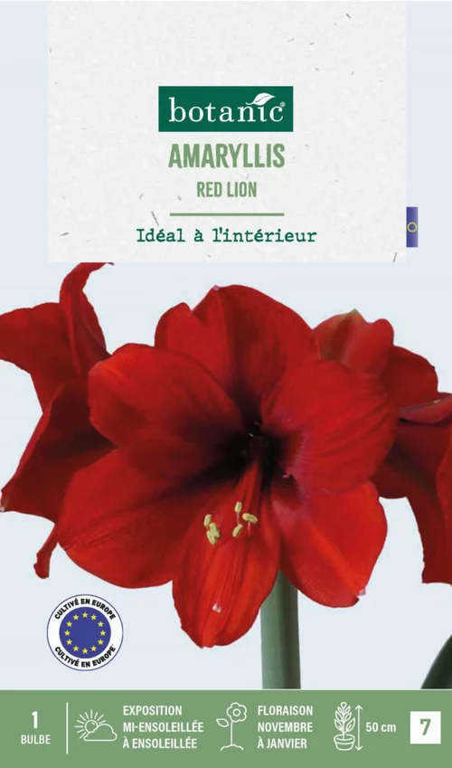 Amaryllis intérieur Red Lion botanic® - 1 bulbe