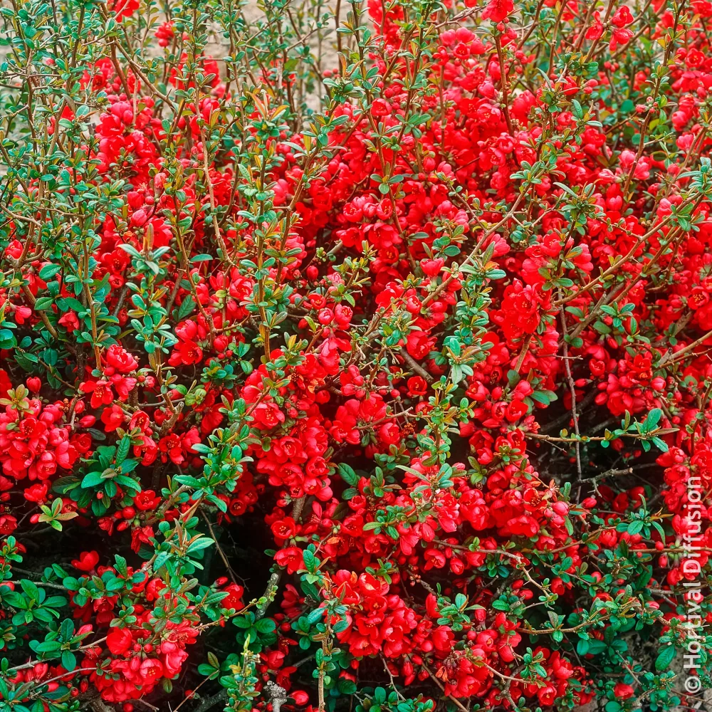 Cognassier du Japon Rubra Chaenomeles speciosa Rubra