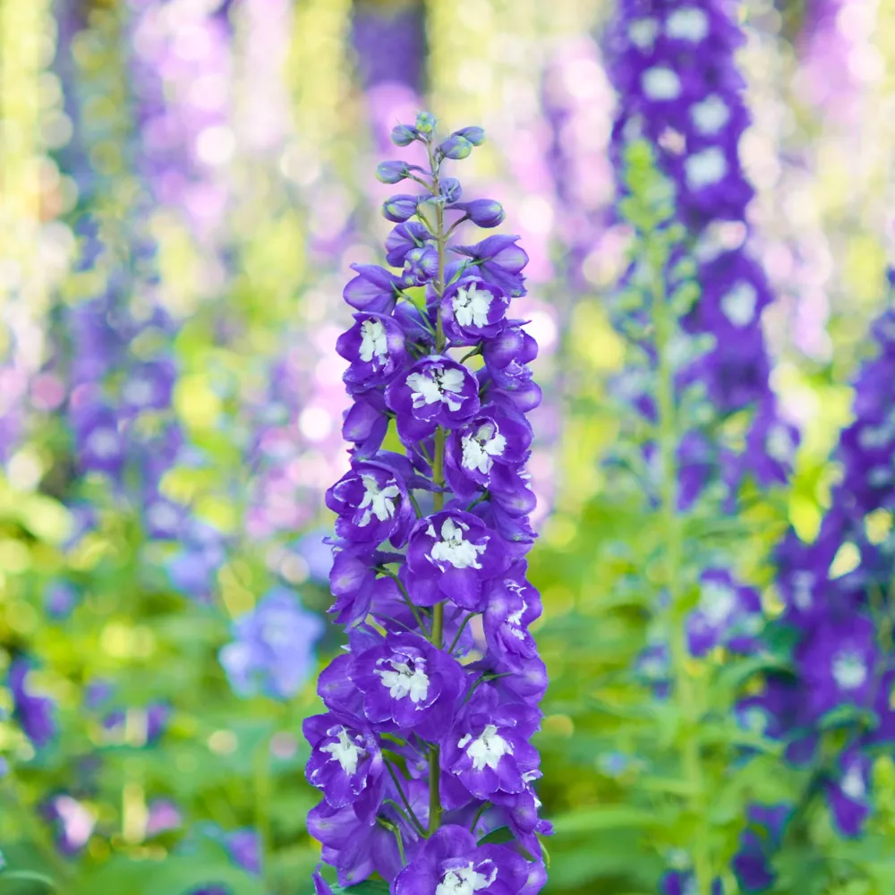Delphinium géant King Arthur Delphinium Pacific King Arthur
