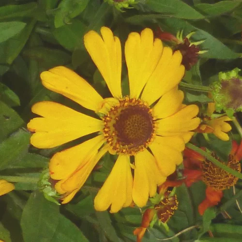 Helenium - Le pot de 2 litres
