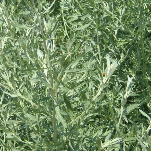 Alsem | Biologische en zaadvaste geneeskrachtige plant