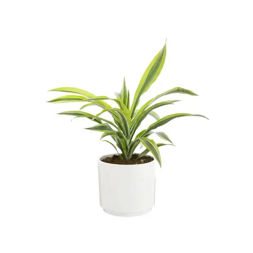 Dracaena Fragrans mix botanic®. Le pot de Ø 21 cm