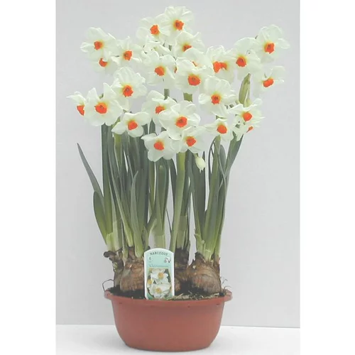 Narcisse de Collection - La coupe de 16 cm