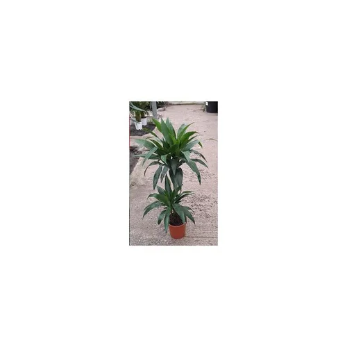 Plante verte draceana coloris vert - Ø 19 cm