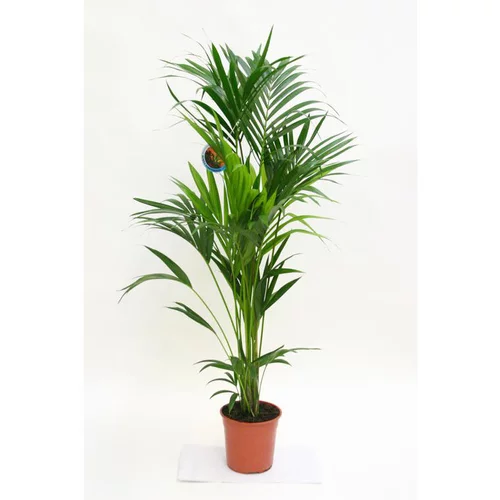 Kentia forsteriana