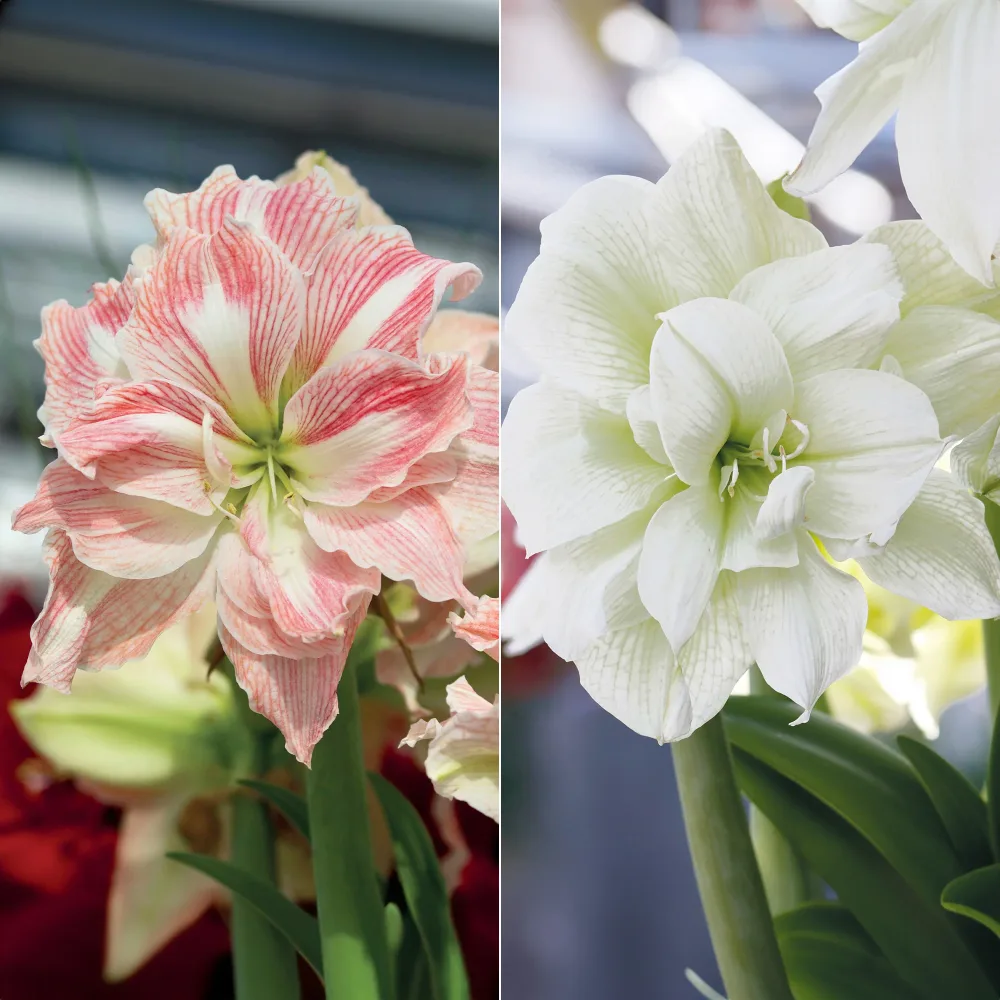 Collection de 2 Amaryllis rose et blanche Amaryllis Happy Nymph, White Nymph