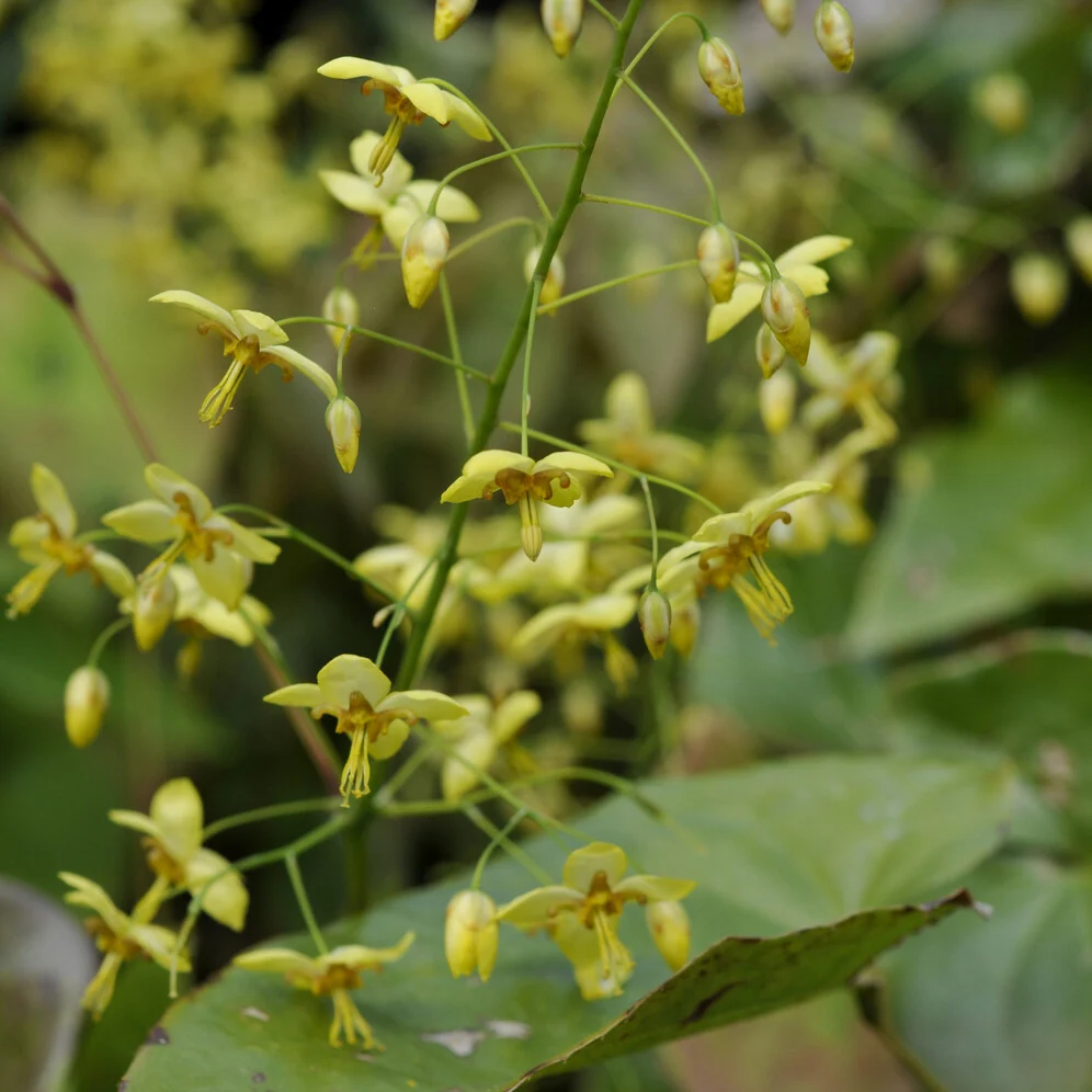 Epimedium pubigerum colchicum Epimedium pinnatum subsp. colchicum