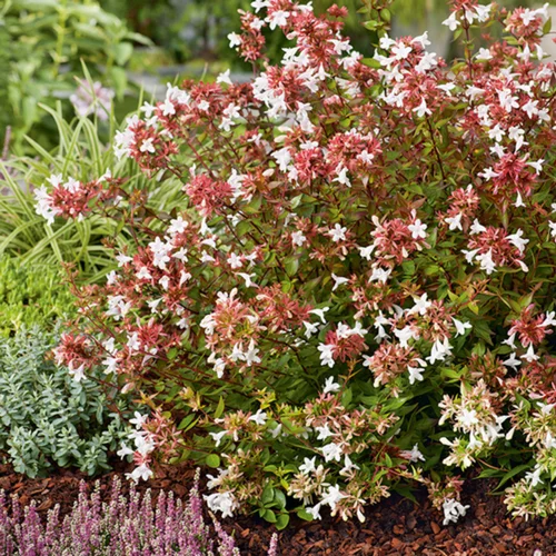 Abelia Grandiflora Sherwood en pot de 3 litres