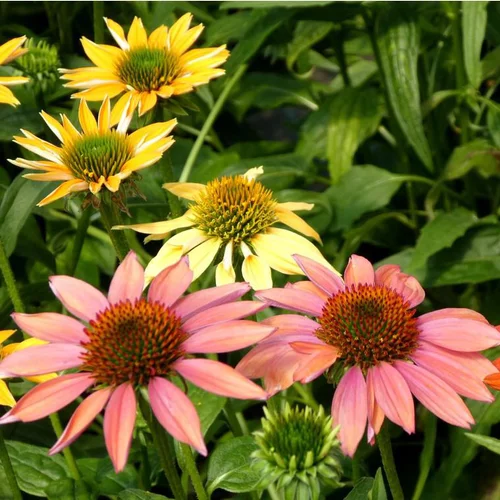 Échinacée ou Echinacea à fleurs multicolores - Le pot de 5 litres