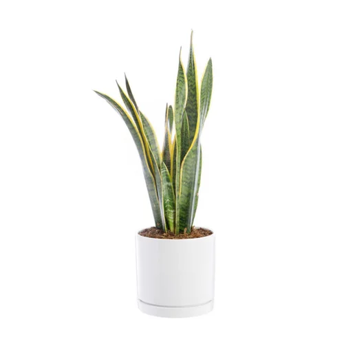 Sansevieria Laurentii vert en pot blanc émaillé botanic®. Le pot Ø 24 cm