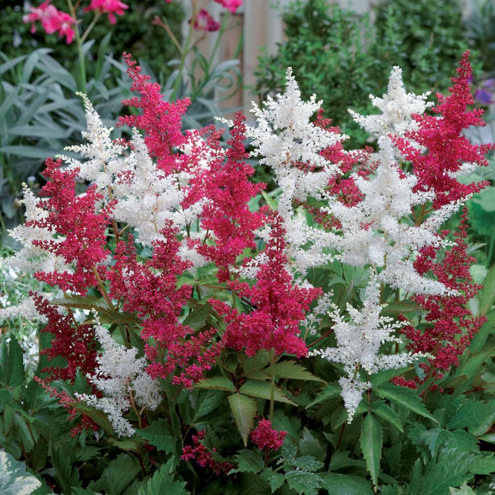 2 Astilbes Astilbe