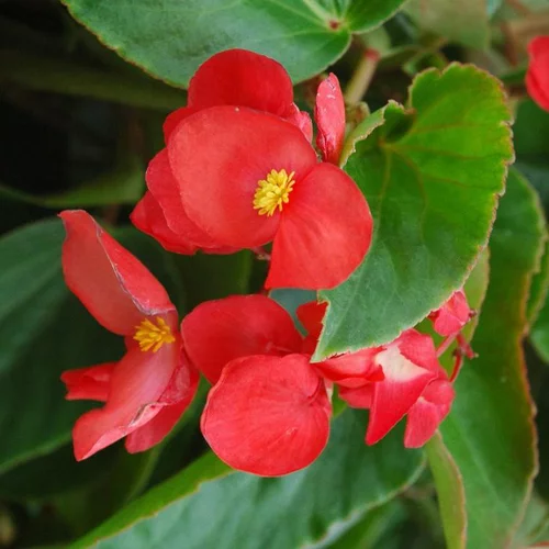 Bégonia Dragon Wing à fleurs rouges - Le pot de 4,6 litres