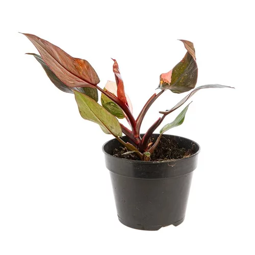 Philodendron Pink Princess pot Ø15 cm