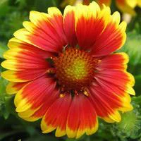 Gaillarde vivace - La barquette de 6 plants