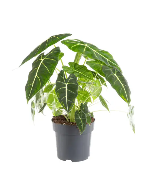 Alocasia Frydeck vert. Le pot Ø 17 cm
