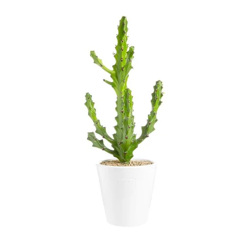 Euphorbia mayuranathanii en pot blanc émaillé H 20 x Ø 15 cm