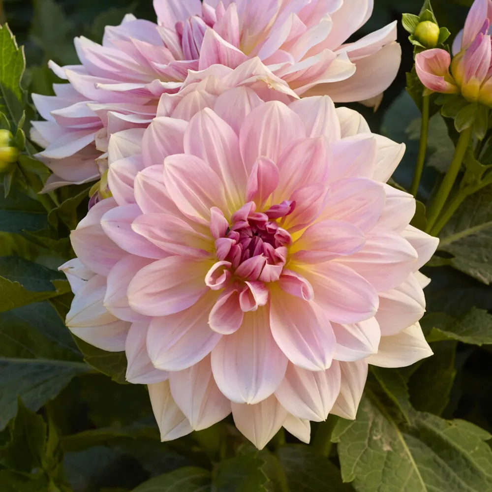 Dahlia géant Fairway Pilot Dahlia Fairway Pilot