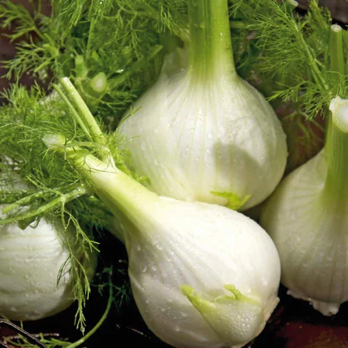 Fenouil Solaris Bio. La barquette de 12 plants