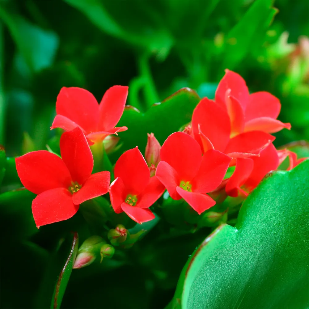 Kalanchoe rouge Kalanchoe blossfeldiana