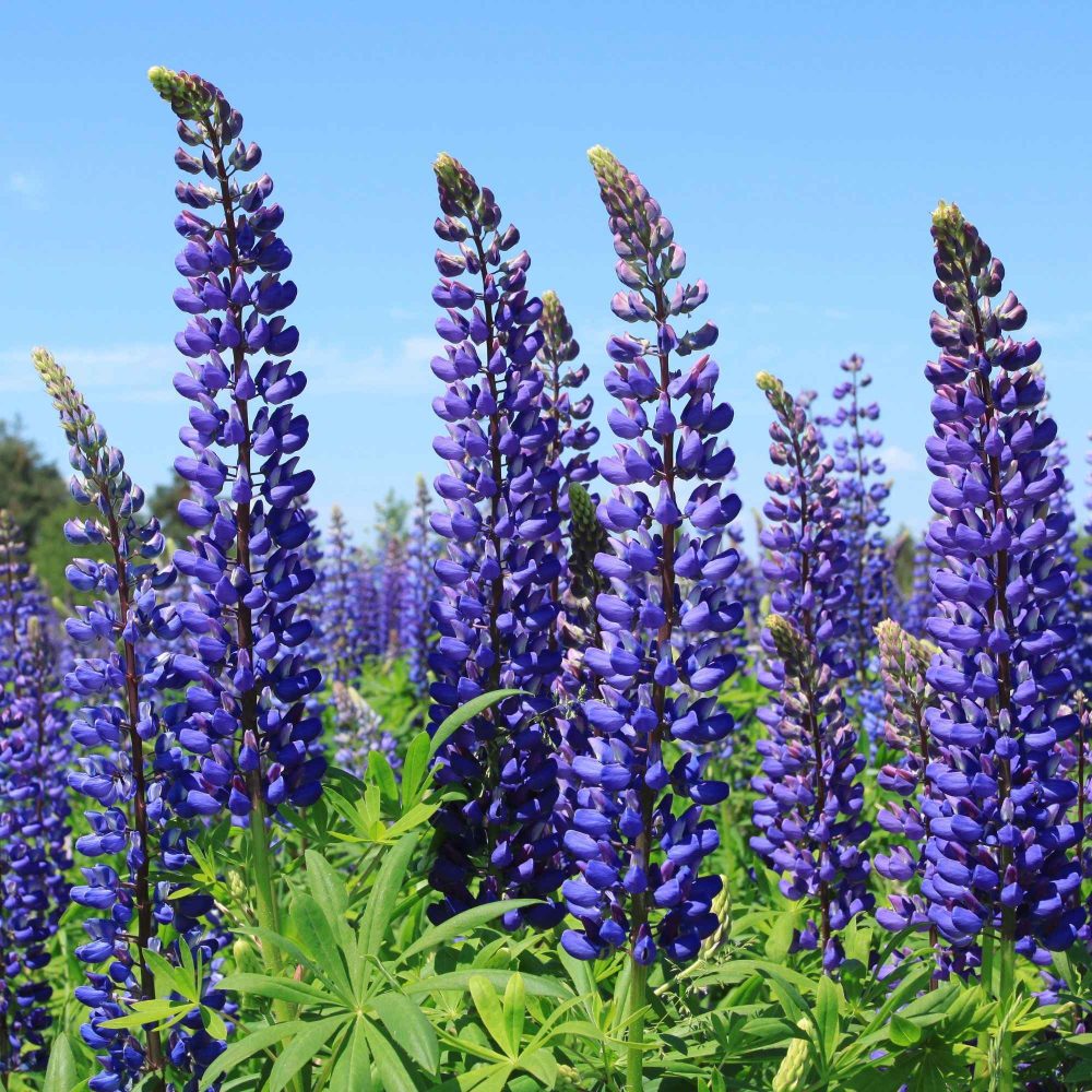 3 Lupins bleus Lupinus Russell blue