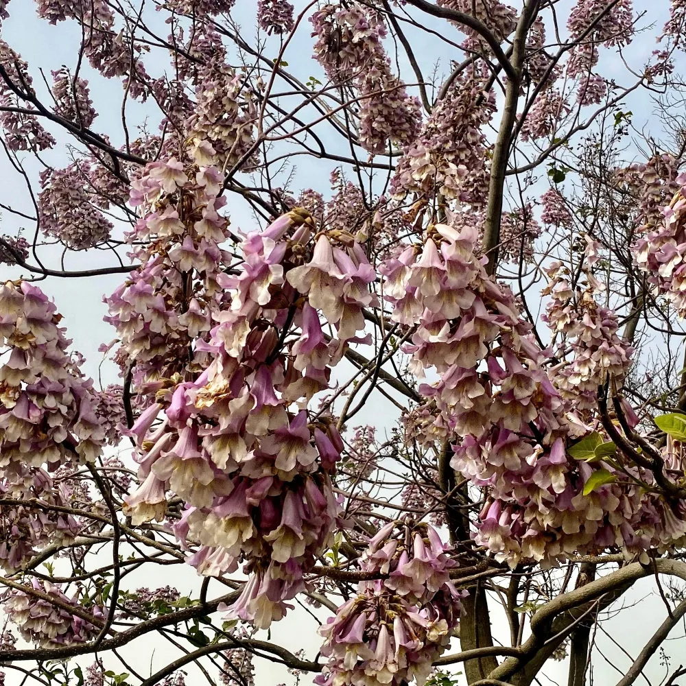 Arbre impérial - Paulownia de Fortune Paulownia fortunei