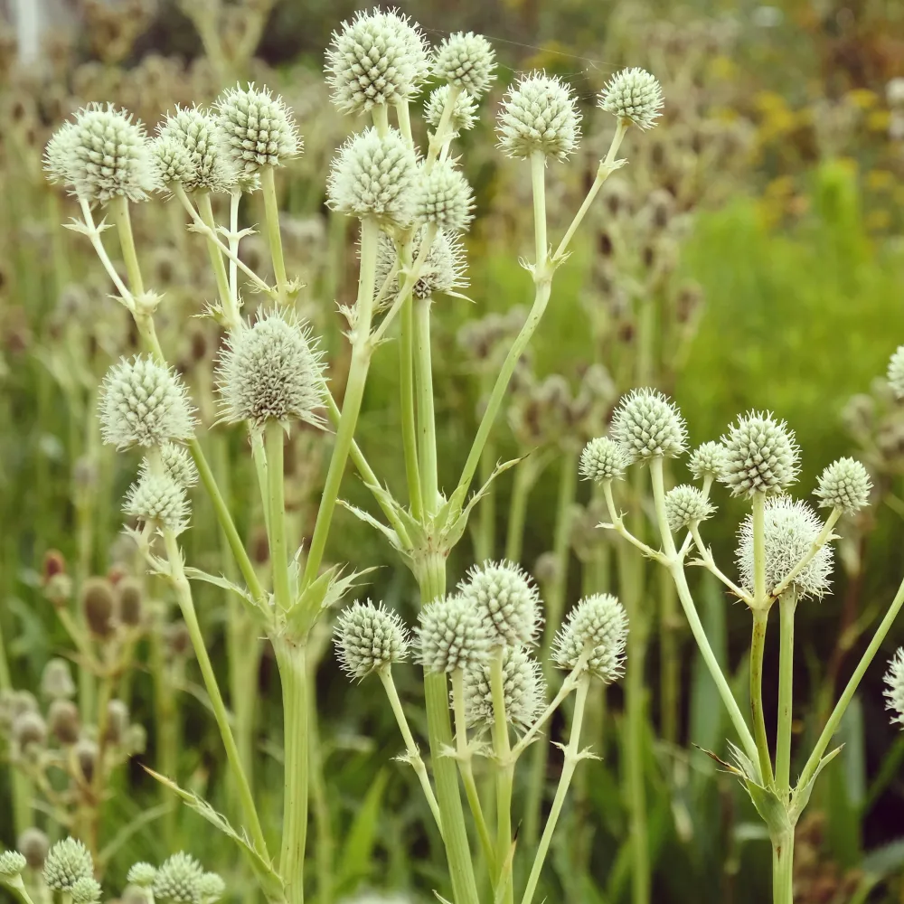 Panicaut à feuilles de yucca Eryngium yuccifolium
