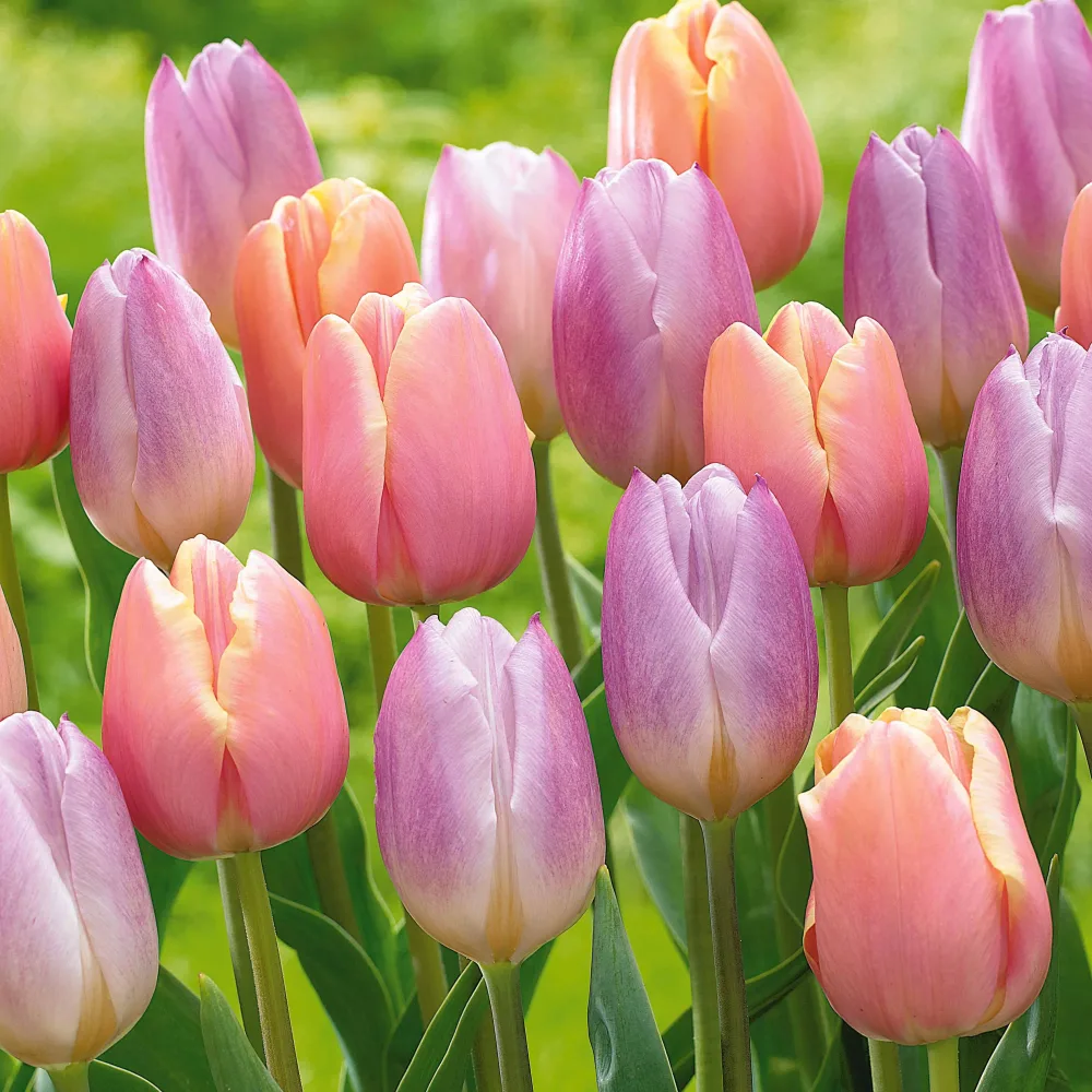 Collection de 20 Tulipes pastel Tulipa 'Apricot Impression', 'Mystic Prince'