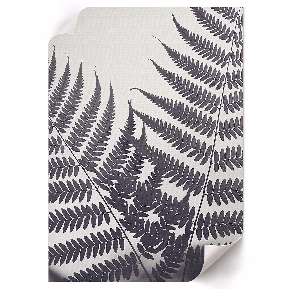 Affiche ArtPrintCave 21x29 | 7 cm (A4) Feuilles De Fougère – Anna Kaczmarek 1 pc