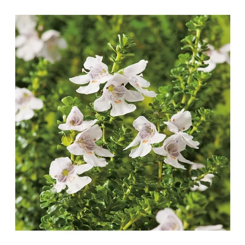 Menthe Australienne - pot 4 L