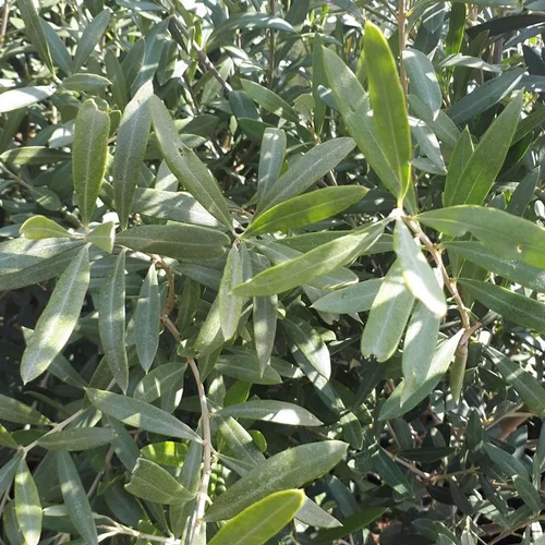 Olea Europaea ou Olivier 140/160 cm en pot de 12 L