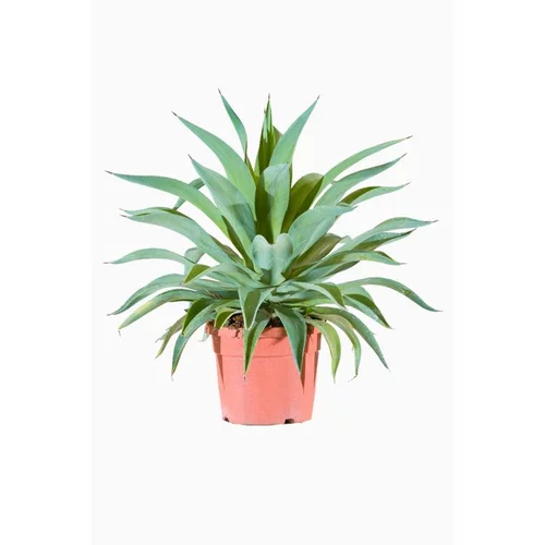 Agave Desmentiana en pot de 10 L vert