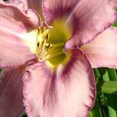 Hémérocalle Mildred Mitchell Hemerocallis mildred mitchell