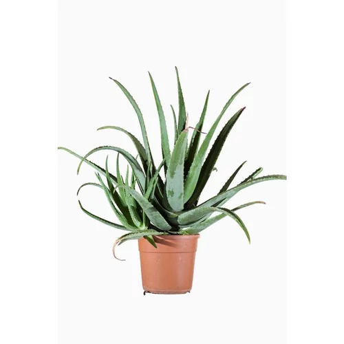 Aloe Vera en pot de 15 L vert