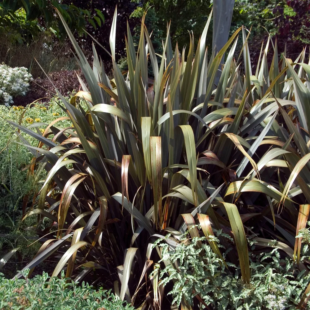 Phormium Bronze Baby - Lin de Nouvelle-Zélande Phormium cookianum Bronze Baby