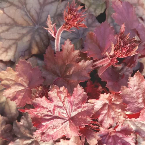 Heuchère ou Désespoir du peintre à fleurs multicolores - Le pot de 2 litres