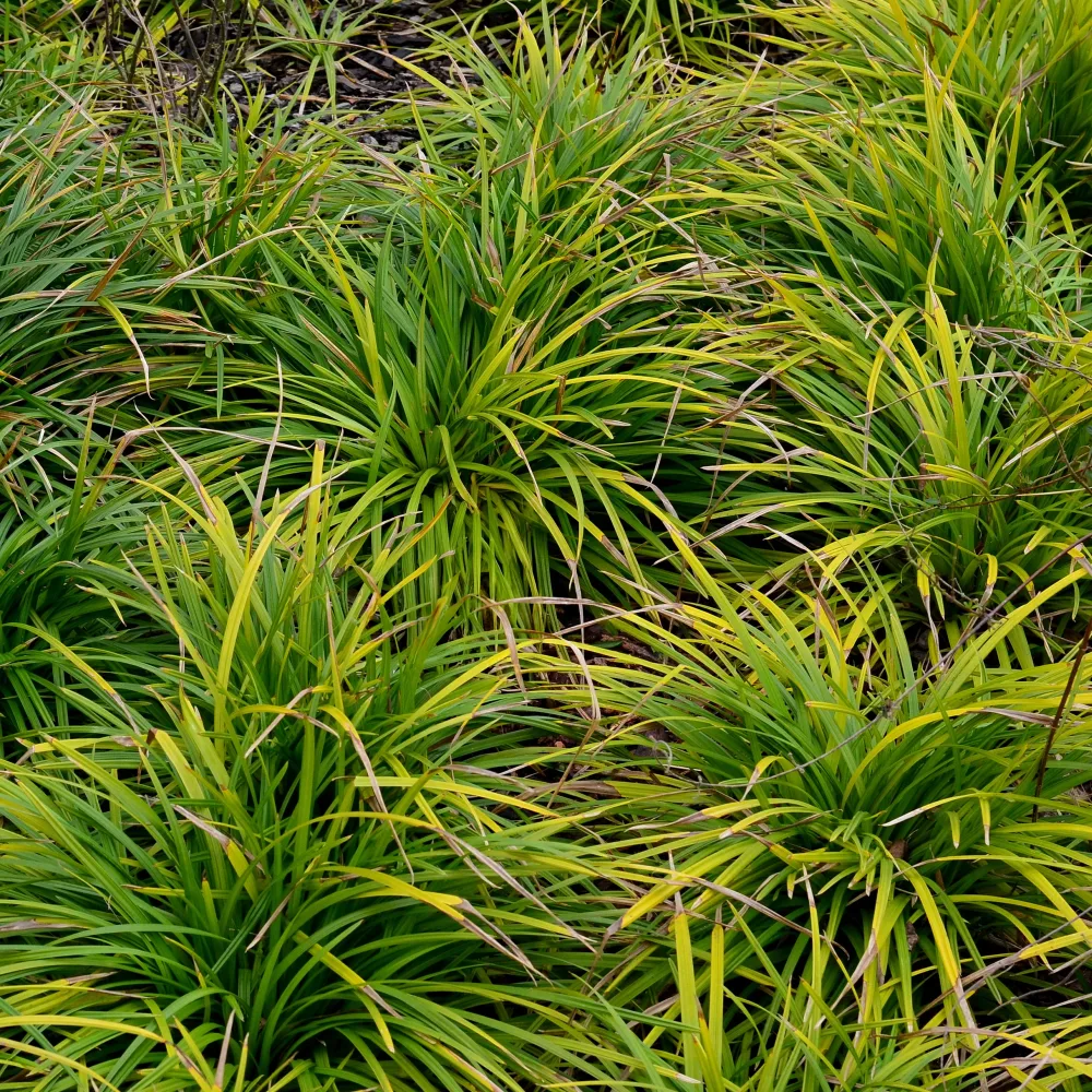 Laîche d'Oshima Evergreen- Carex Evergreen Carex oshimensis evergreen