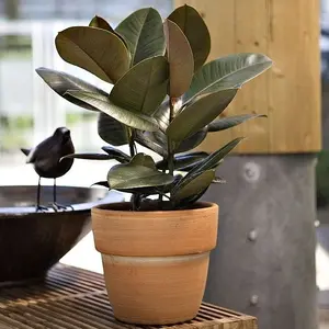 Ficus Elastica. Le pot Ø 12 cm